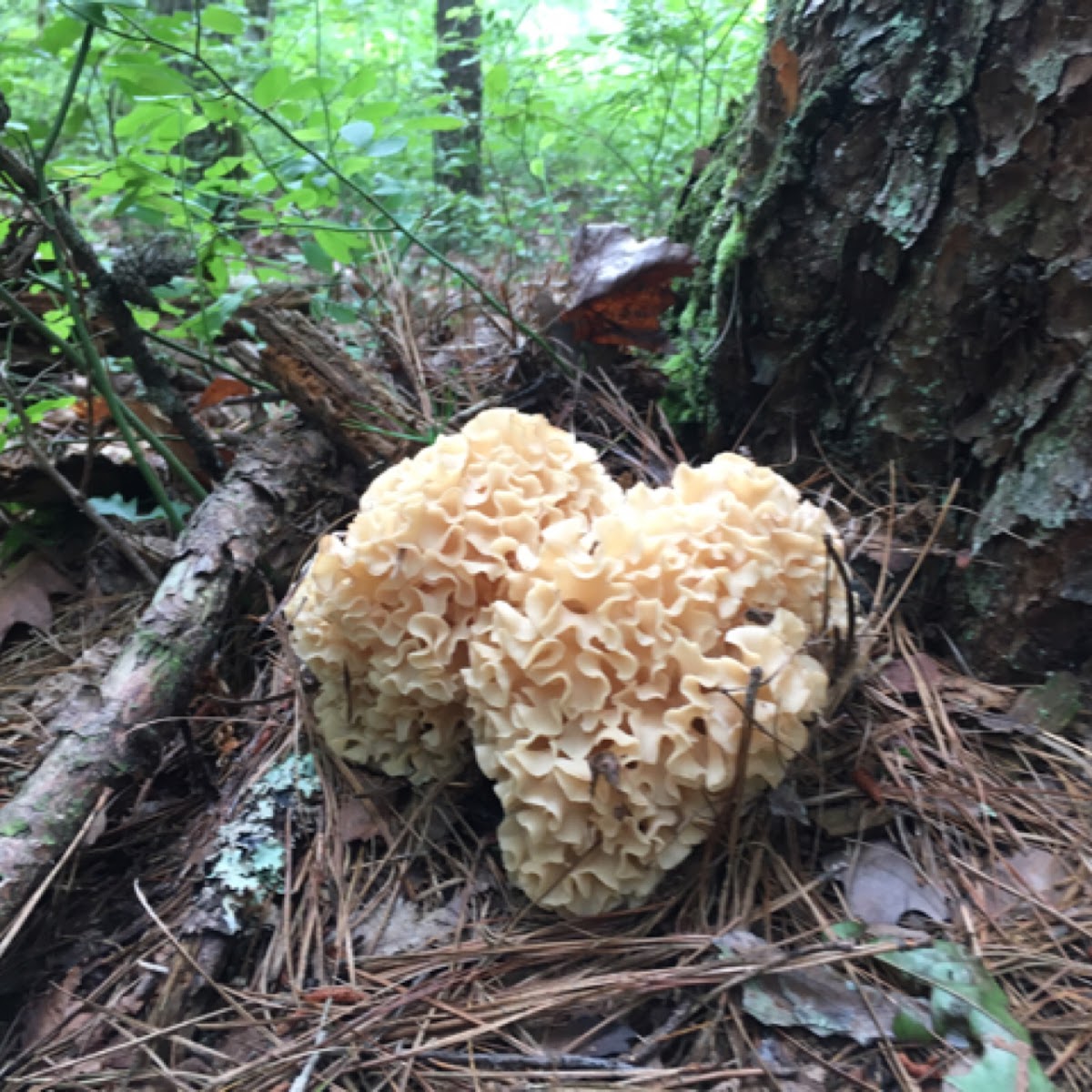 Eastern cauliflower mushroom