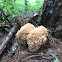 Eastern cauliflower mushroom