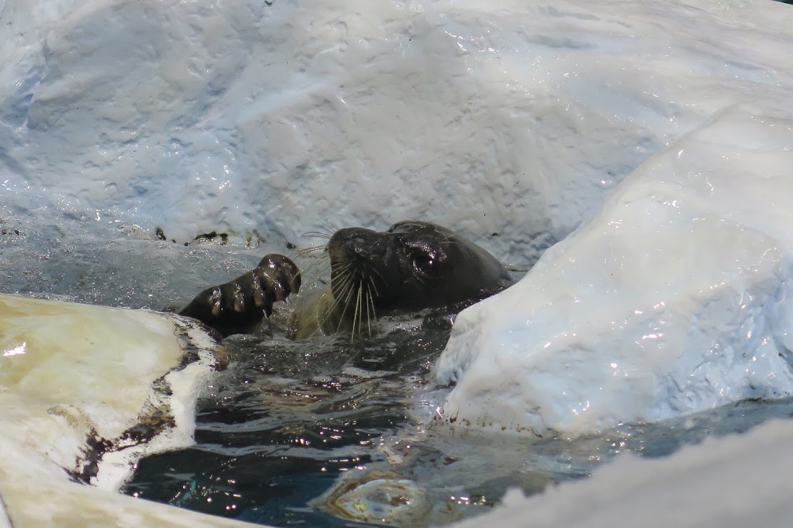 Osaka Aquarium Kaiyukan