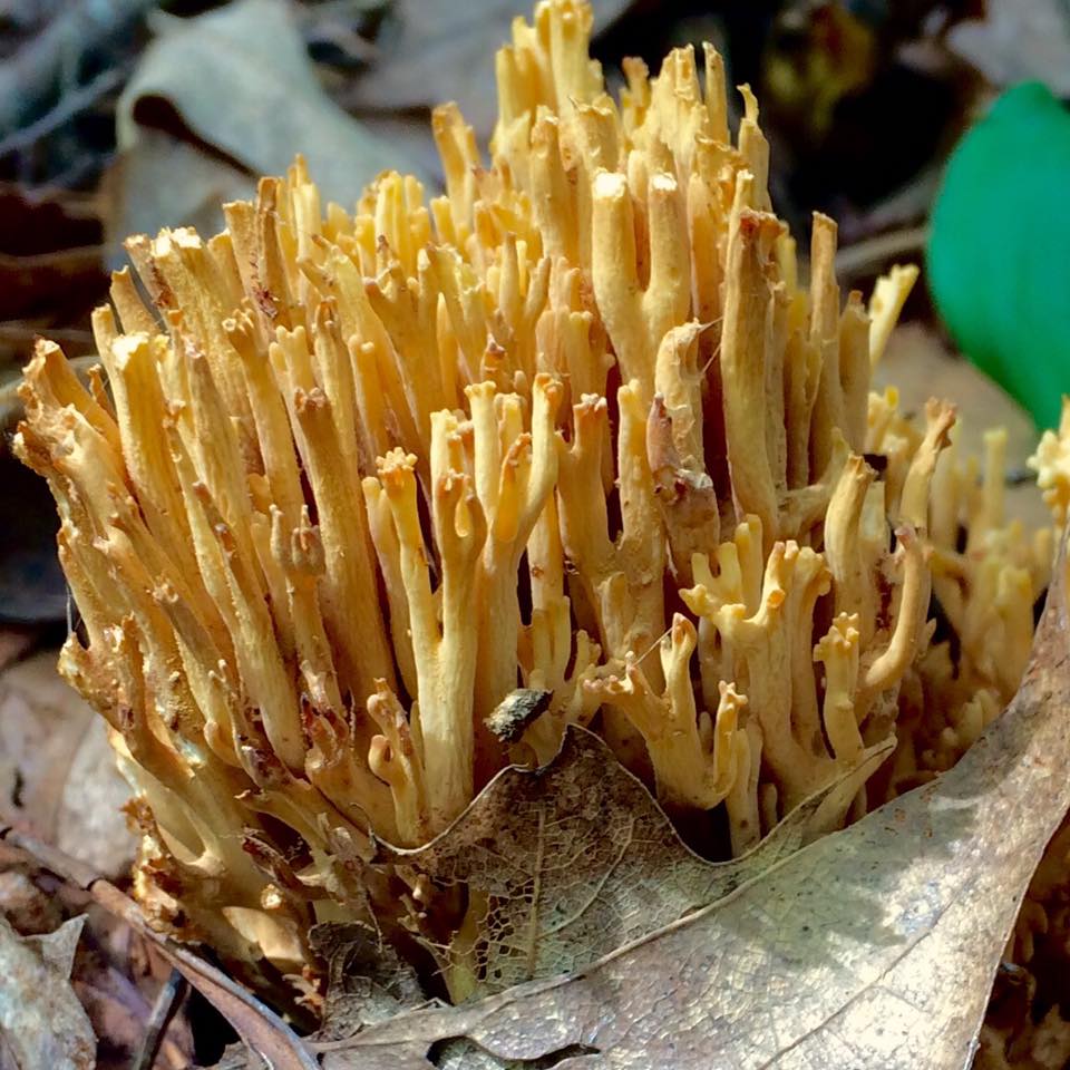 Crown Coral Fungus