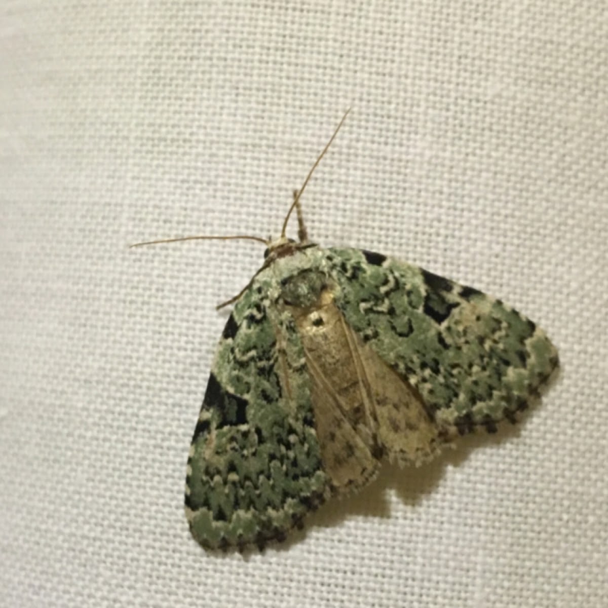 Funerary Dagger Moth