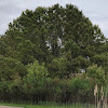 Loblolly pine