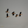 LESSER WHISTLING DUCK