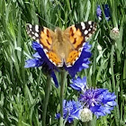 Painted Lady butterfly