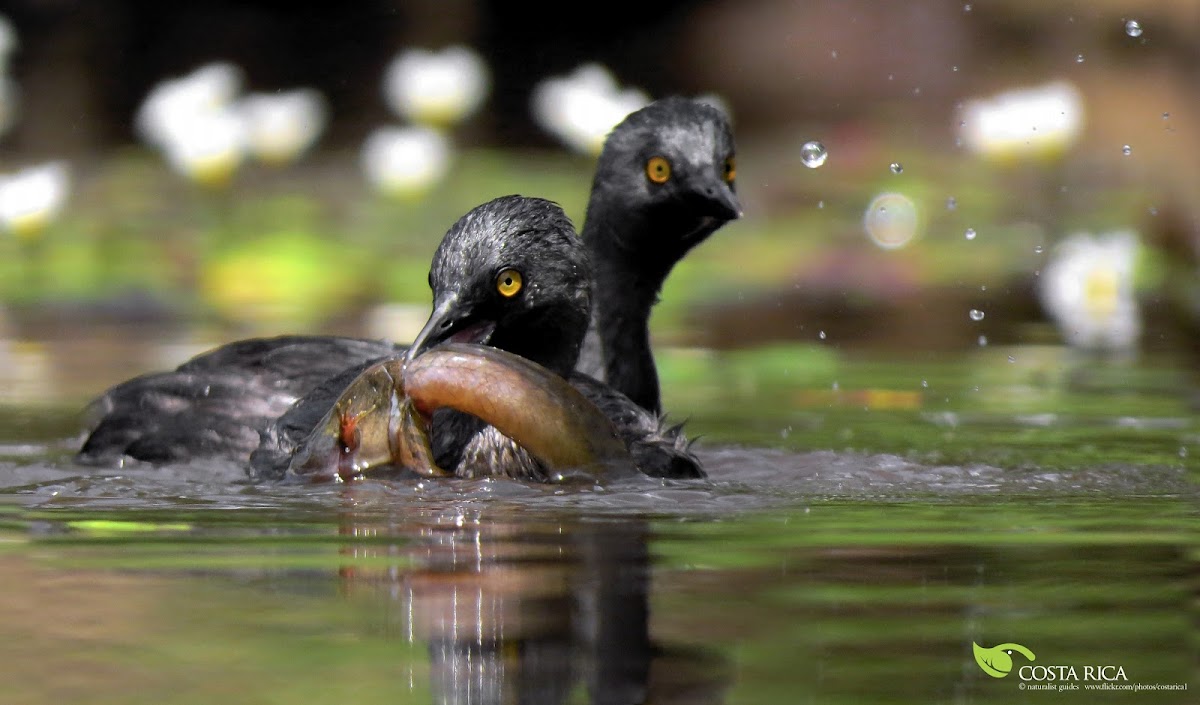 Least Grebe