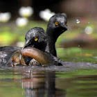 Least Grebe