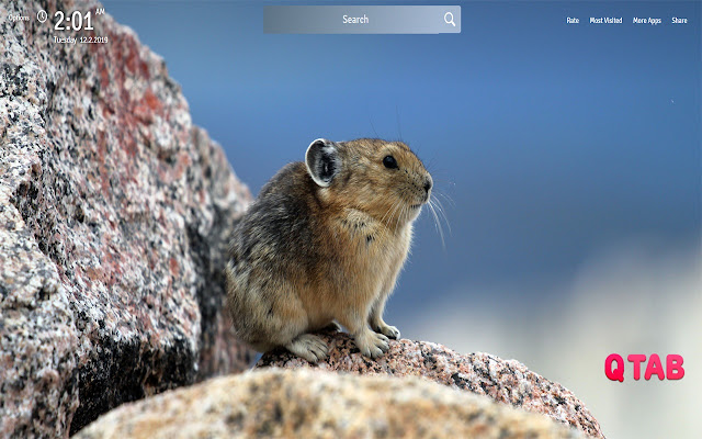 Hamster Wallpapers Theme Hamster New Tab