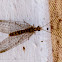 Brown Lacewing