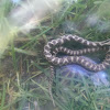 Prairie Cornsnake