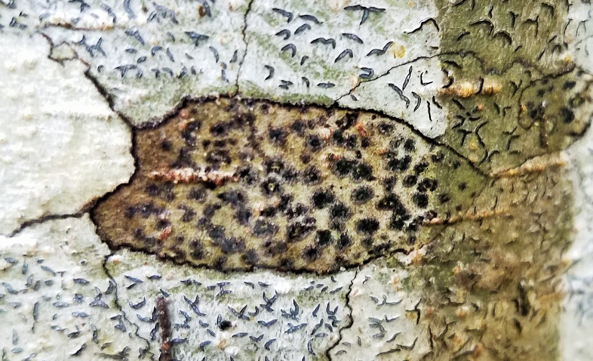 Dot Lichen