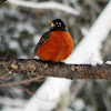 American Robin