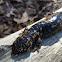 Spotted Salamander