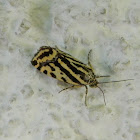 Spotted Sulphur moth