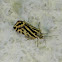 Spotted Sulphur moth