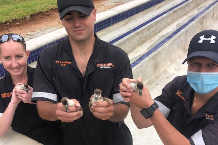 Nine goslings were 'trapped' in an unused swimming pool in Lonehill, Fourways.