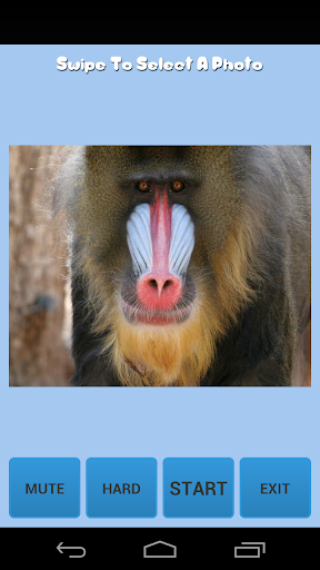 Baboon Tap Zoo Animal Puzzle