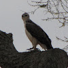 Martial Eagle (juvenile)