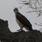 Martial Eagle (juvenile)