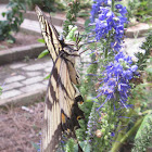 Eastern Tiger Swallowtail