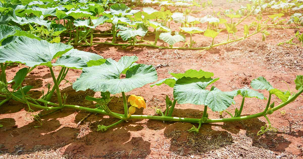 how to care for pumpkin plants 