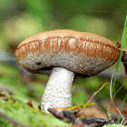 Leccinum Mushroom