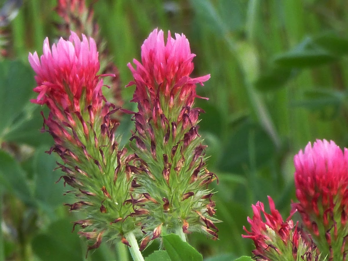 Crimson Clover