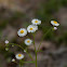 Philadelphia Fleabane