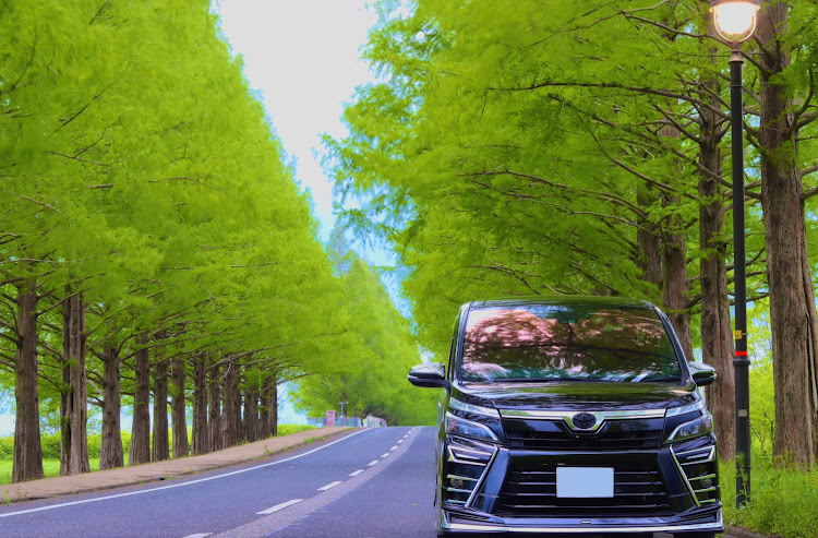 ヴォクシーの新緑と愛車・新緑コラボ・5月もよろしくお願いします・GWの思い出・メタセコイヤ並木に関するカスタム事例の投稿画像1枚目