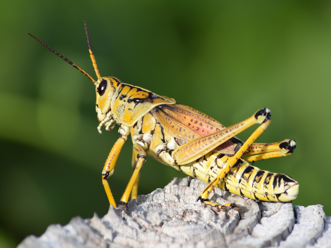 Eastern Lubber Grasshoppers