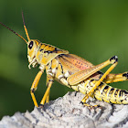 Eastern Lubber Grasshoppers