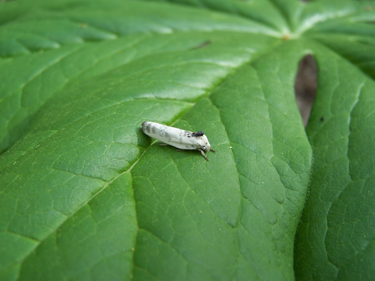 Schlaeger's Fruitworm moth