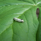 Schlaeger's Fruitworm moth