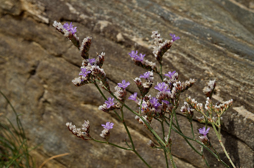 Limonium binervosum