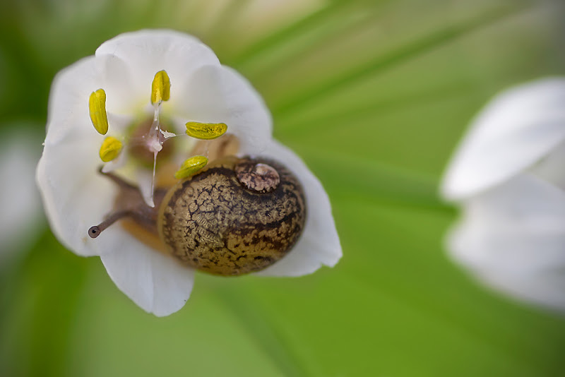 White Nest di RobertaSilvestro