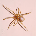 Orb Weaver Spider