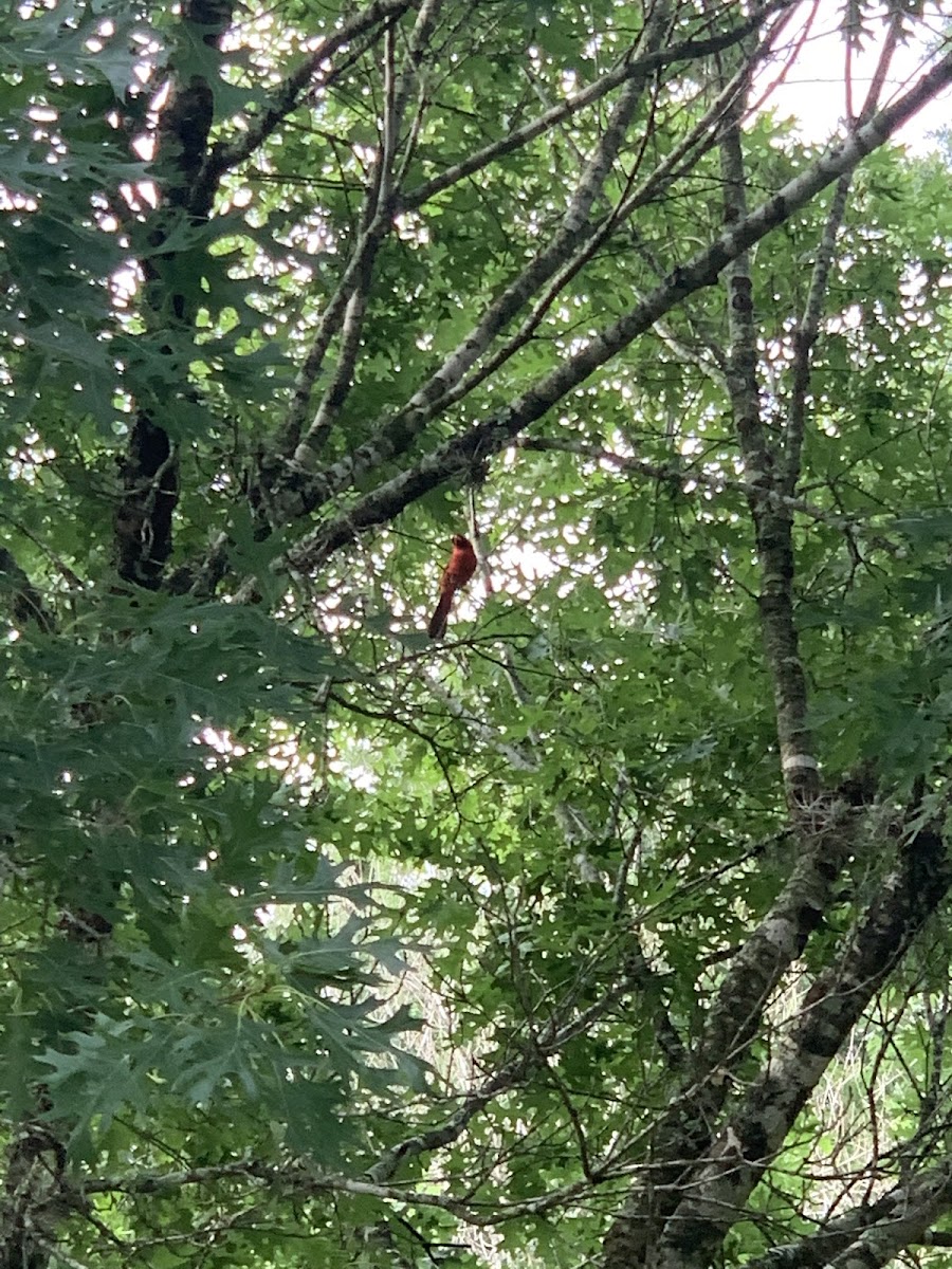 Cardinal