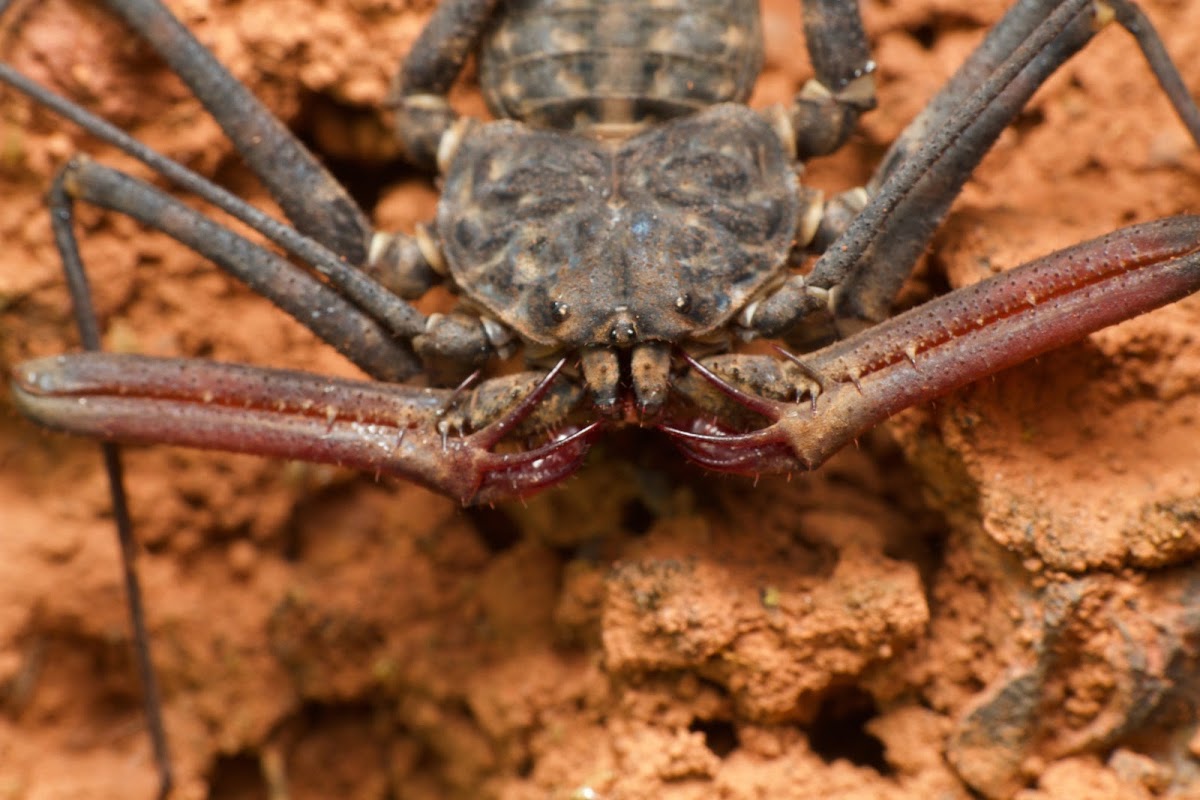 Tailless whip scorpions