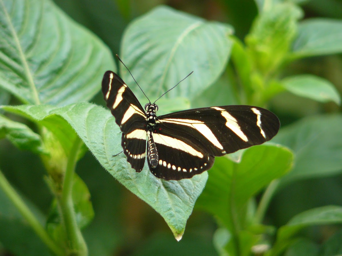 Zebra longwing