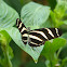 Zebra longwing