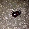 Ox Beetle