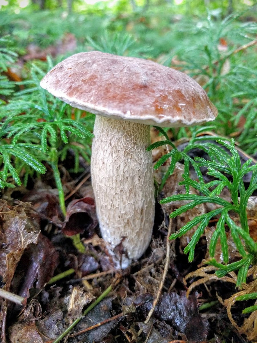 King Bolete