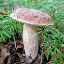 King Bolete