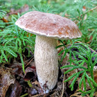 King Bolete