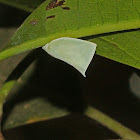 Flatid Planthopper