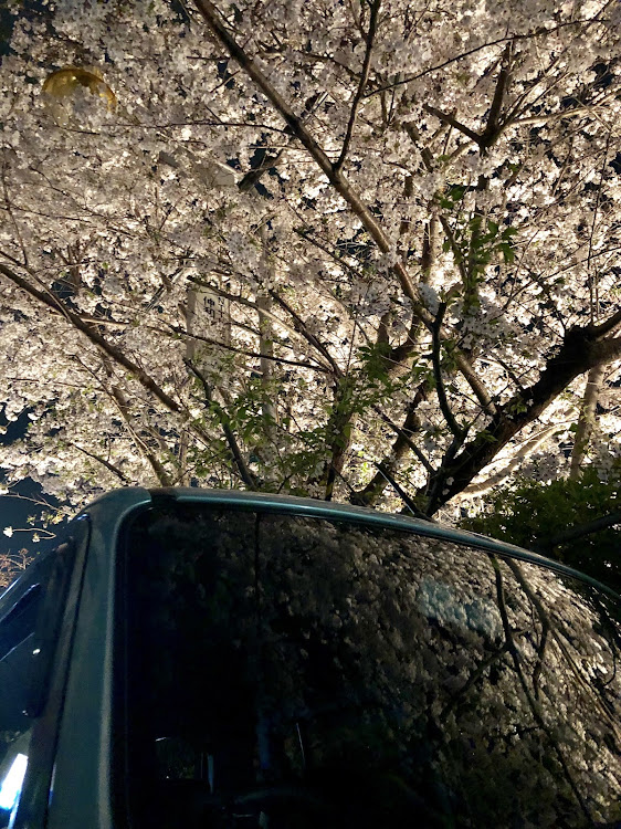 アルトラパンの夜さくラパン・散る桜・間に合ったに関するカスタム事例の投稿画像3枚目