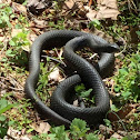 Black racer