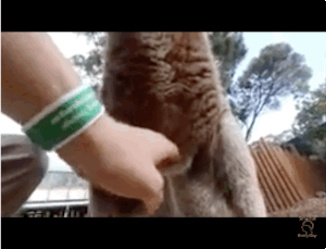 1438584428993792.gif