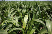 A leaf of a sorghum plant is seen after it was eaten by a crop-eating armyworm at a farm in Settlers, northern province of Limpopo, February 8,2017. Picture Credit: REUTERS/Siphiwe Sibeko