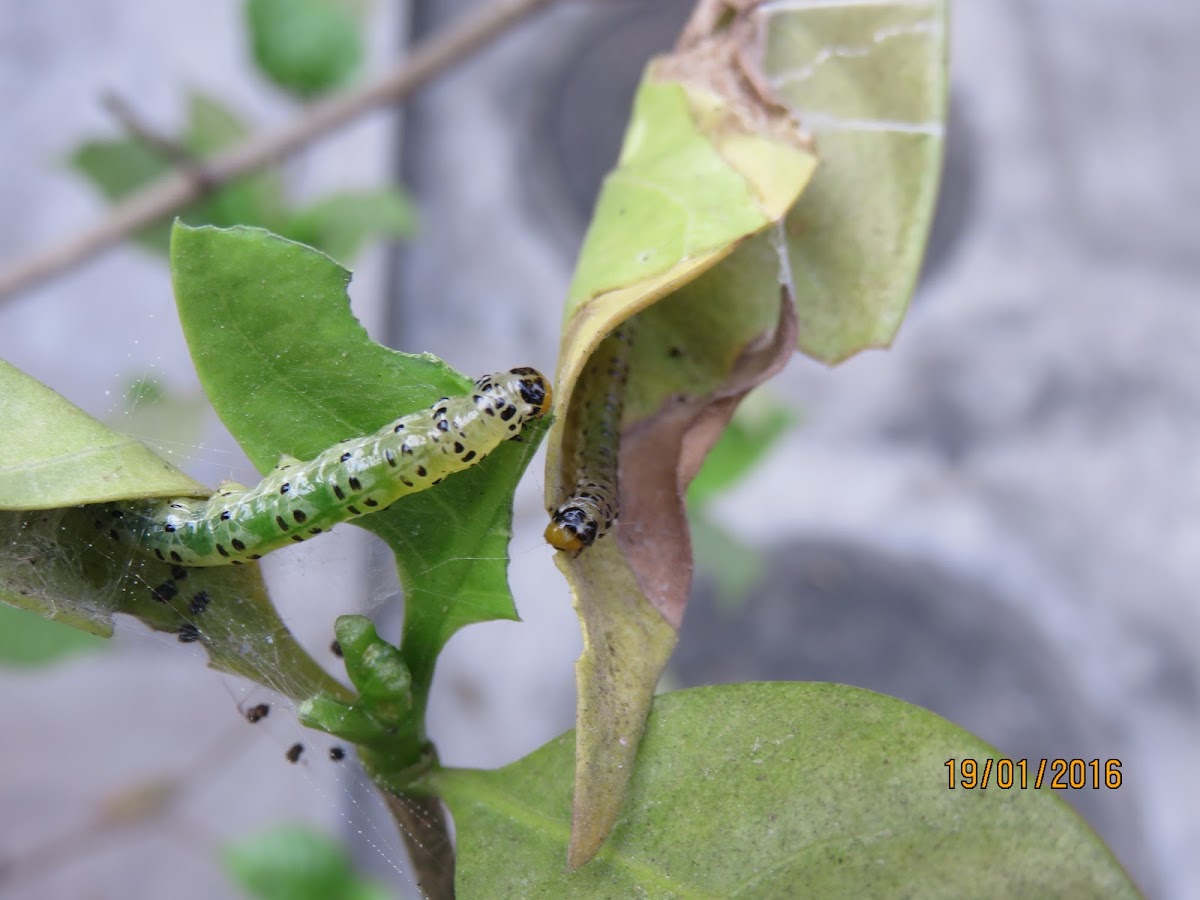 Caterpillar