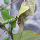 Caterpillar